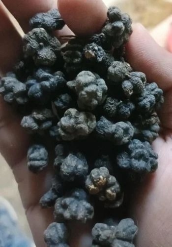 Noni Fruit
