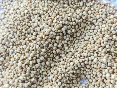 Quinoa