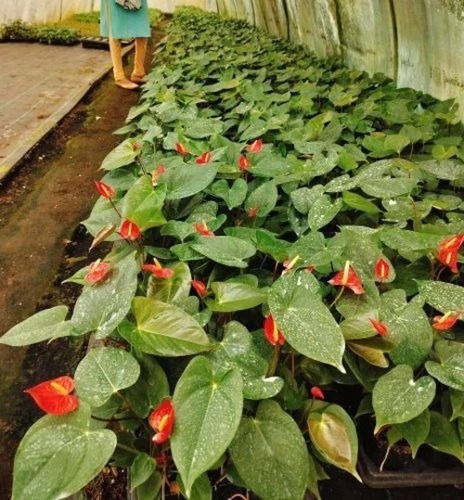 Anthrium Plants - 3" Pot