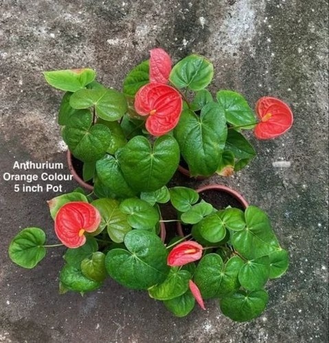 Anthrium Plants 5 " Pots