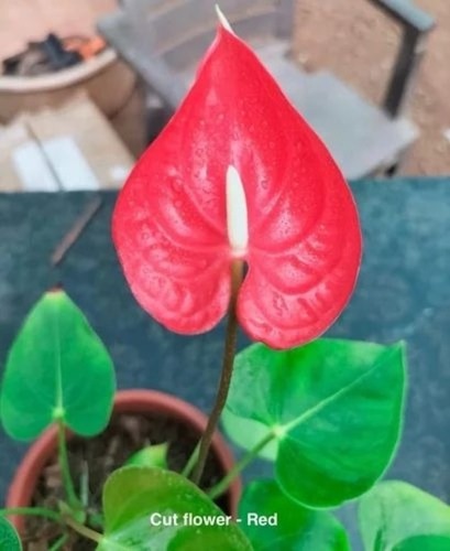 Anthurium Cut Flowers Net Pot ( 70 Cavity ) Plants