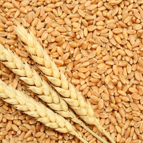 Brown Wheat Grain - Moisture (%): 10 A 12%