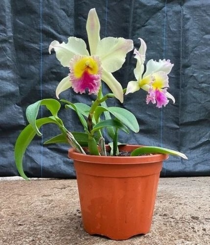 Cattleya Orchid Plant