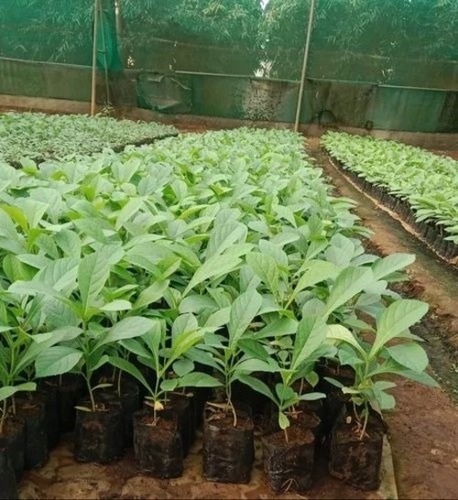 Nilambur Tissue Culture Teak Plant