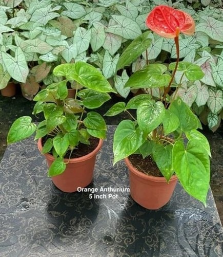 Orange Anthurium Plants