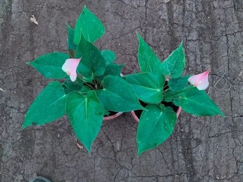 Tissue Culture Pink Anthurium Plant