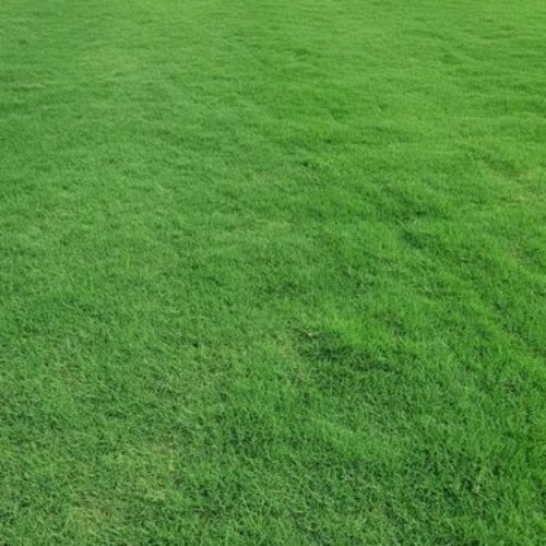 Natural Lawn Grass