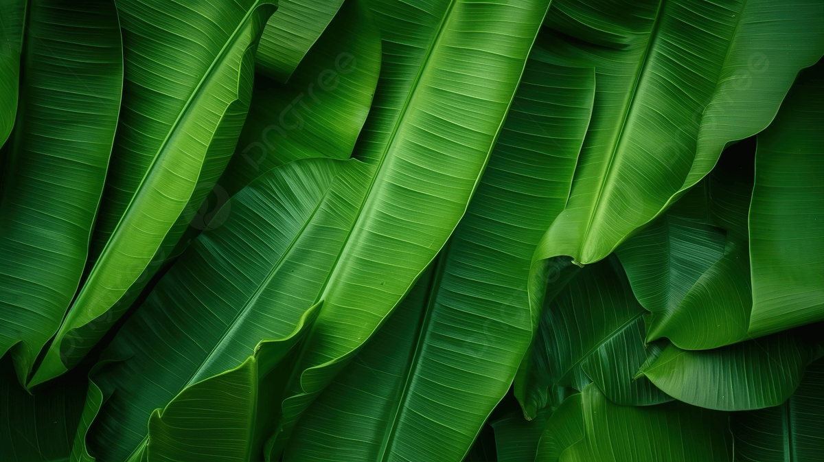 Banana Leaf - Color: Green