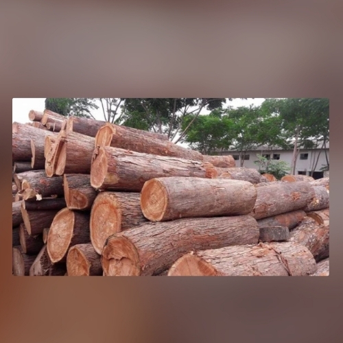 Neem wood log