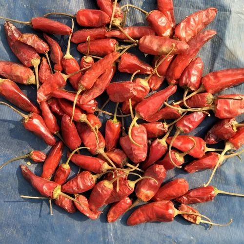 Bullet Dry Red Chilli