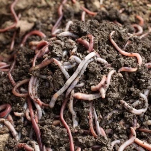 Eisenia Fetida For Vermicomposting