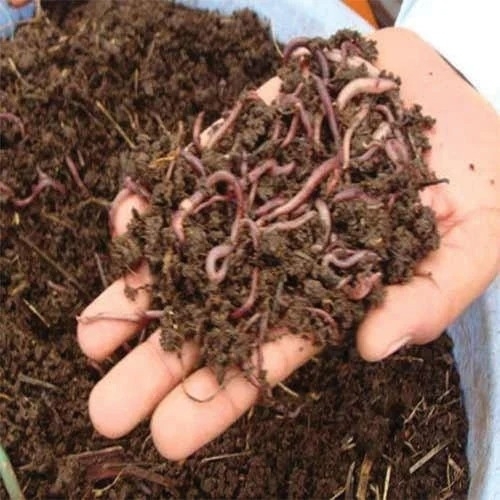 Organic Earthworm Vermi Compost - Red Powder, Water Soluble | Agriculture Application, 100% Pure Organic
