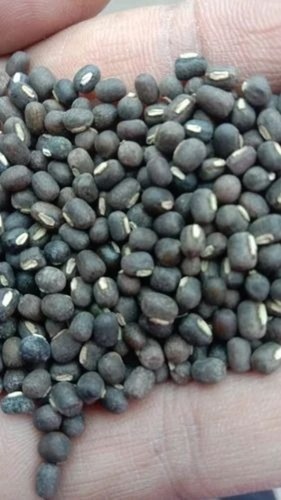 Black Gram Seeds