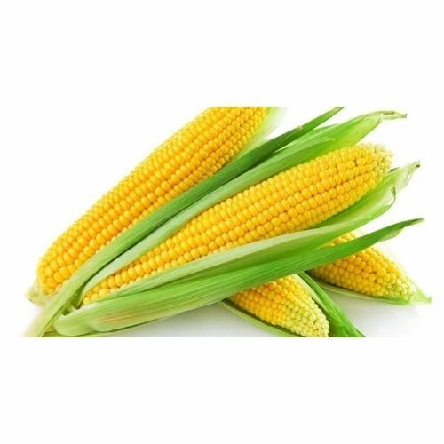 Hybrid Maize Seeds