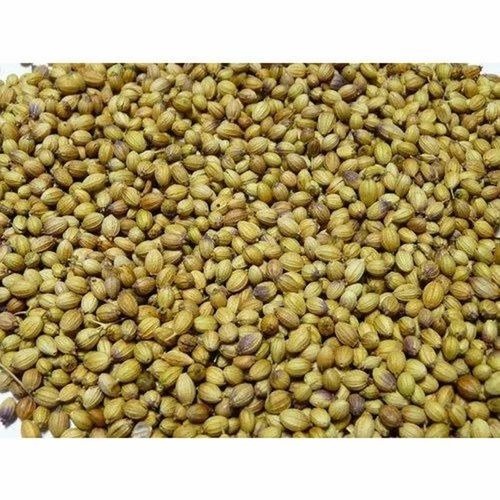 Organic Coriander Seed