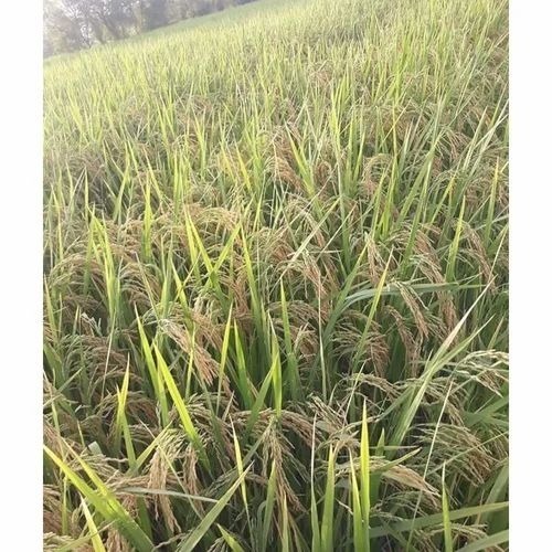 Pusa 1509 Paddy Seeds