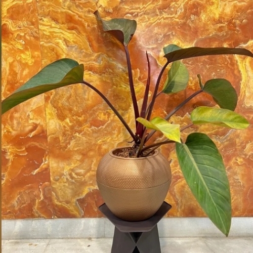 Kiwi Self Watering Pot - Ceramic, Golden | Eco Friendly, Stylist, Long Lasting