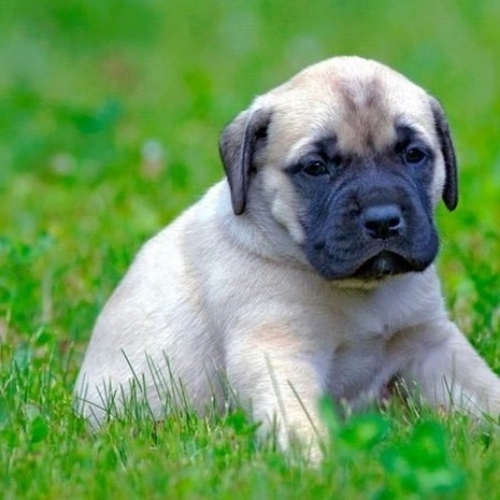 Mastiff Puppy