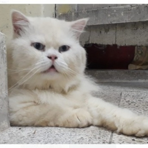 White Color Persian Kitty Pet Cat