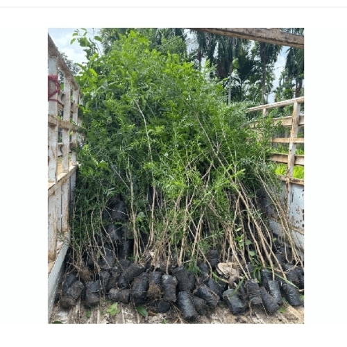 Nursery Plant - Organic Green Plant | Easy To Grow, Hygienically Cultivated