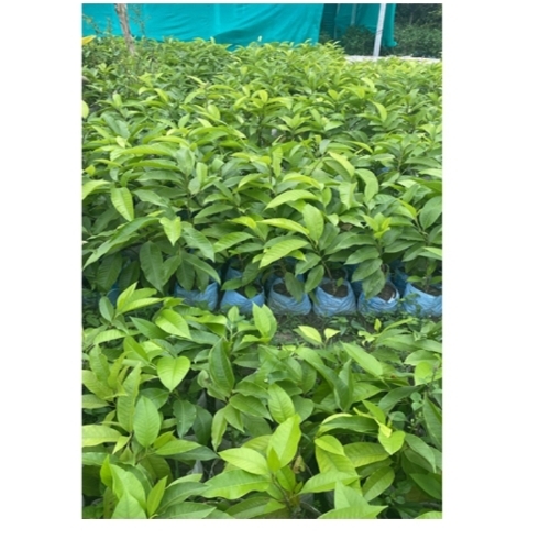 Swarna Champa Plant