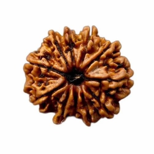 11 Mukhi Rudraksha