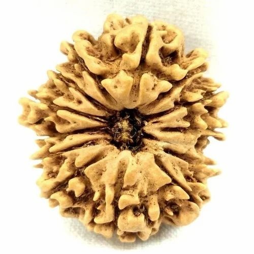 13 Mukhi Rudraksha - Wooden, 18mm Oval, Natural Color | Multicolor, Good Quality, Custom Size
