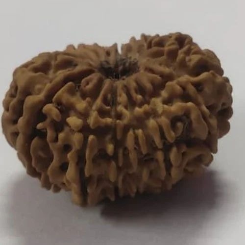 16 Mukhi Rudraksha