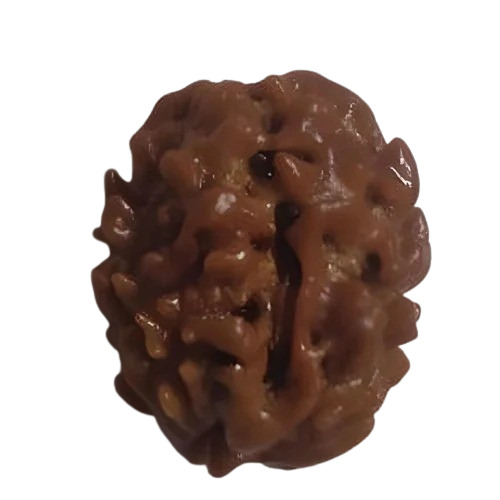 2 Mukhi Rudraksha