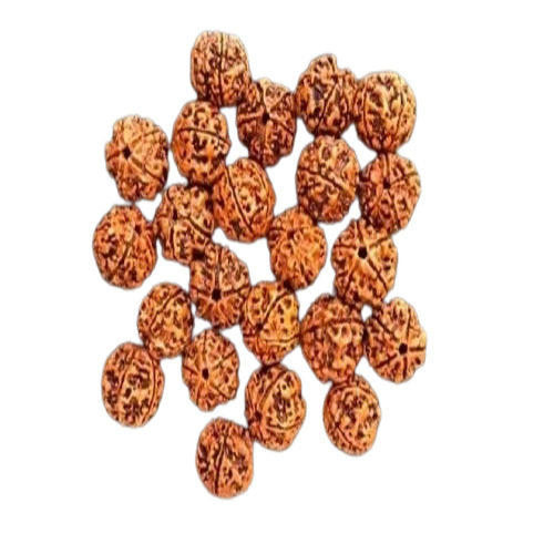 5 Mukhi Rudraksha Beads