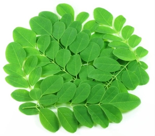 Green Moringa Leaves