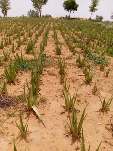 Aloe Vera Leafs
