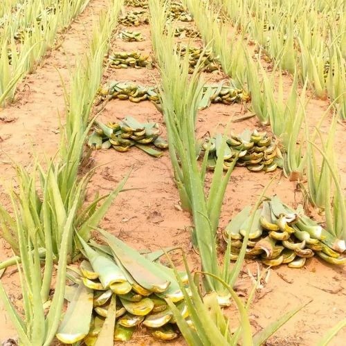 Aloe Vera Plant
