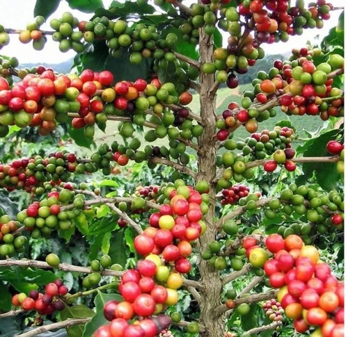 Arabica Coffee Plant