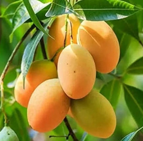 Badami Aam Grafted Plant