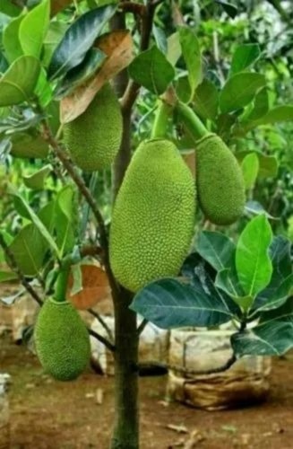 Deshi Jackfruit Plant