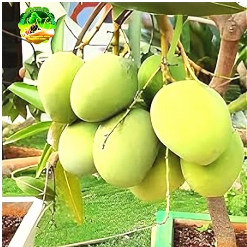 Fajli Mango Plant Grafted - Hybrid Langra, 2 Years Old, Green Fruits | Full Sun Exposure, Alkaline Soil