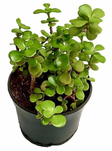 Hybrid Jade Plant