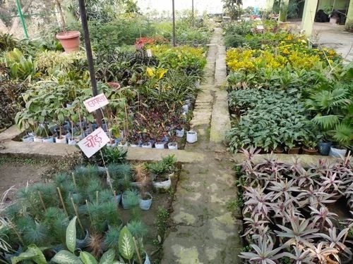 Natural Grass Lawn Nursery