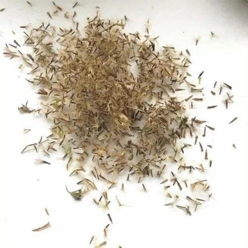 Organic Stevia Seeds