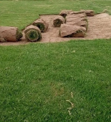 Selection No.1 Grass Lawn Grass