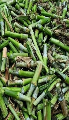 Super Napier Grass Slips