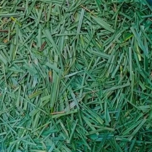 Dry Lemon Grass - Various Sizes Available, Green Color | Long Shelf Life, Hygienically Packed, Tested on Various Quality Standards