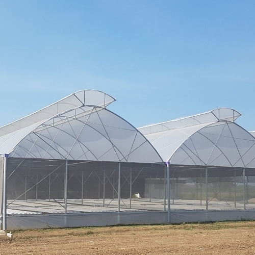 Greenhouse Covering Film