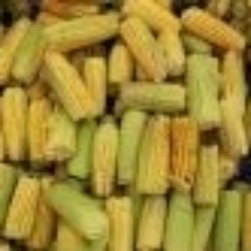 Hybrid Maize Cattle Feed