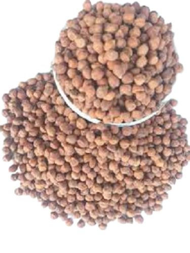 Chickpea Seeds