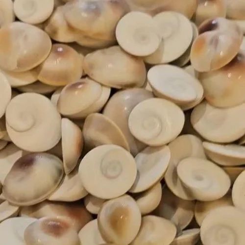 Gomti Chakra Shells - Grade: A