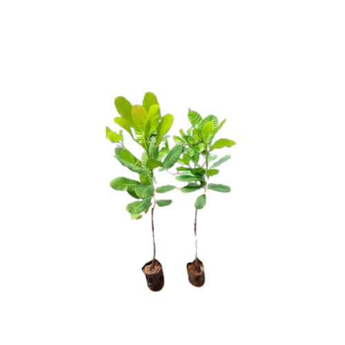 Grafted Cashew Plant