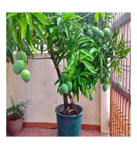 Grafted Dasheri Mango Plant