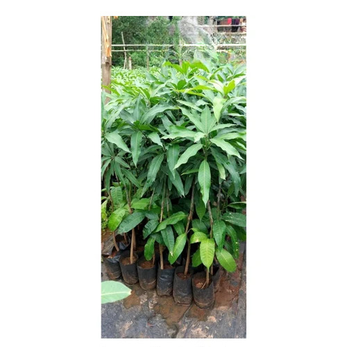 Grafted Langra Mango Plant